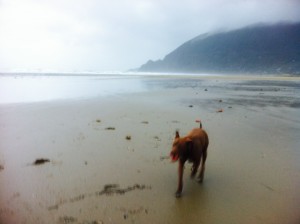 Hank at the beach